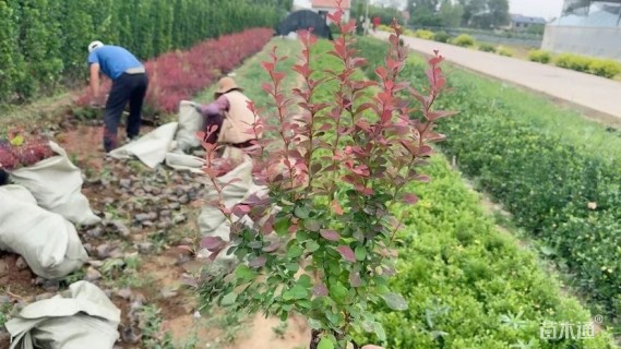 高度30厘米红叶小檗