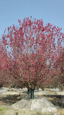 18公分绚丽海棠