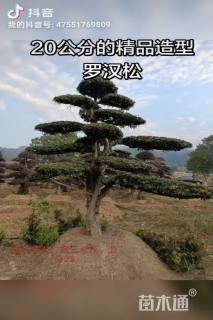 40公分造型椤木石楠