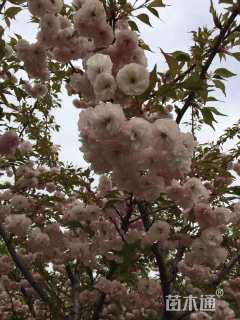 8公分普贤象樱花