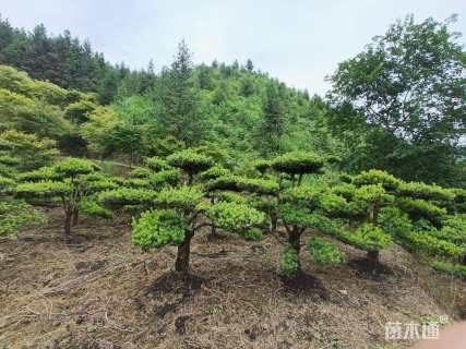 移栽苗造型罗汉松