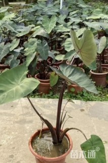 高度40厘米紫芋
