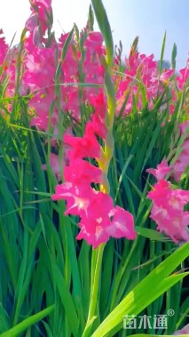 高度50厘米唐菖蒲