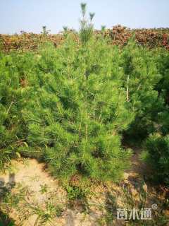 高度100厘米白皮松