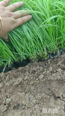 高度20厘米青绿苔草