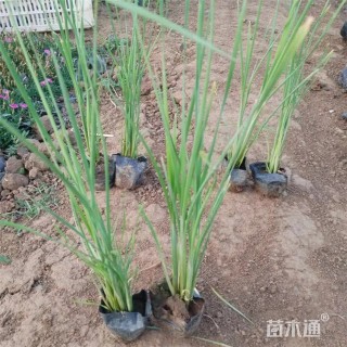 高度65厘米香蒲