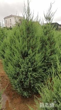 高度180厘米桧柏