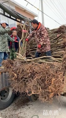 高度1200厘米映山红