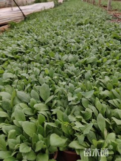 高度20厘米黑心菊