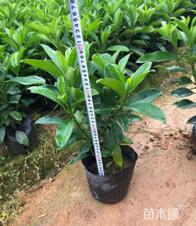 高度50厘米非洲茉莉