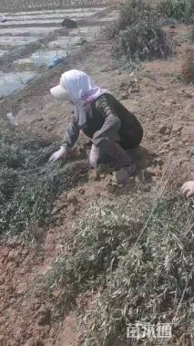 高度30.厘米沙棘