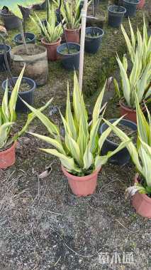 高度40厘米万年麻