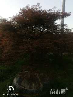 高度200厘米羽毛枫