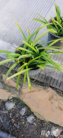 高度30厘米百子莲