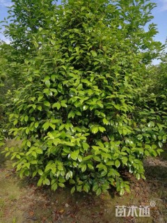 高度300厘米山茶花