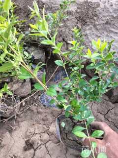 高度30厘米金叶女贞