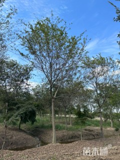 10公分朴树