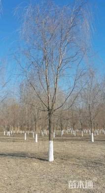 17公分青皮垂柳