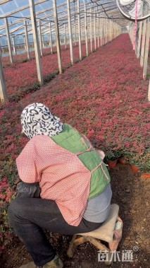 高度40厘米红天竹