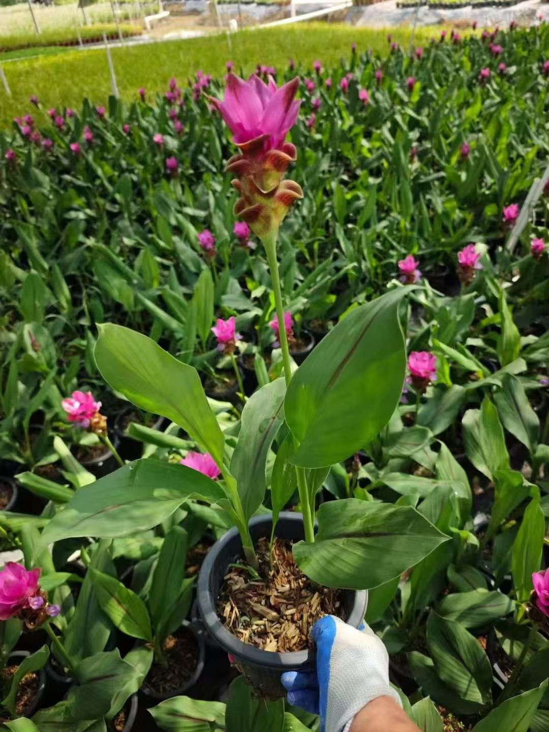 高度50厘米姜荷花