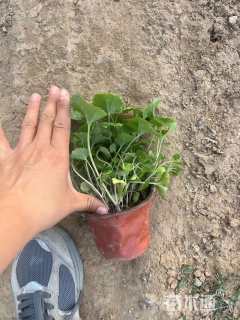 高度10厘米二月兰