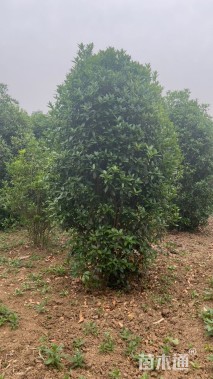 高度400厘米丛生桂花