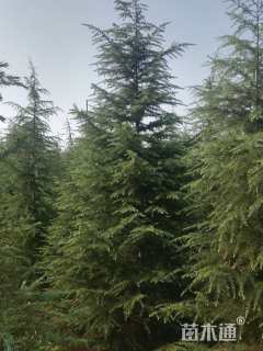 高度500厘米雪松