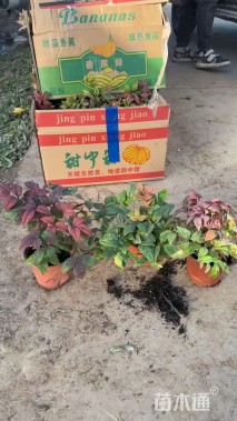 高度30厘米火焰南天竹