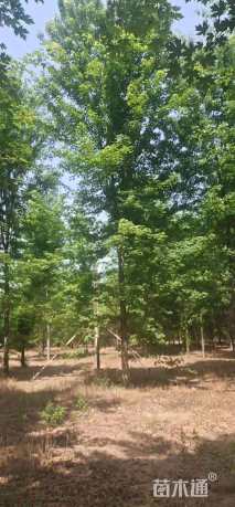 16公分北美枫香