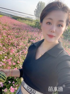高度50厘米丰花月季