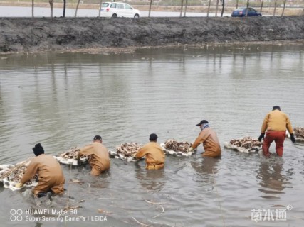高度120厘米荷花