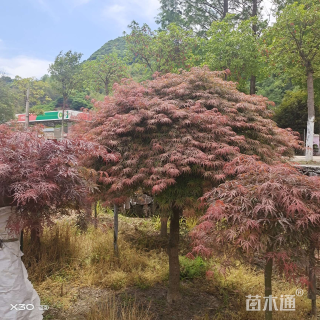 高度400厘米羽毛枫