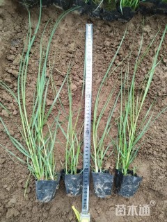 高度30厘米蒲苇