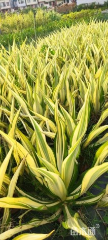 高度60厘米万年麻