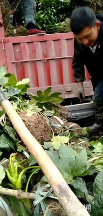 高度50厘米八角金盘