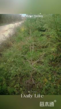 高度60厘米油松