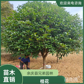 10公分桂花