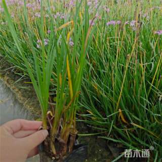 高度40厘米紫娇花