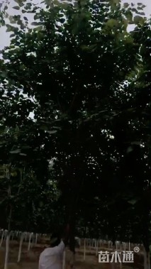 8公分巨紫荆