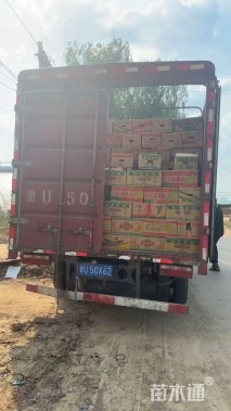 高度40厘米墨西哥鼠尾草