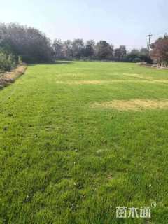 草卷状百慕大草