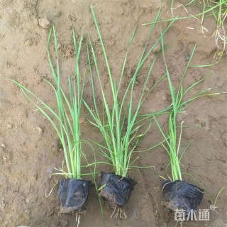 高度30厘米香蒲