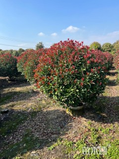 冠幅200厘米红叶石楠球