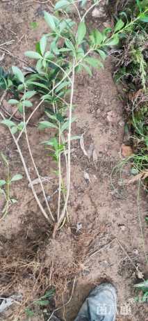 高度80厘米连翘