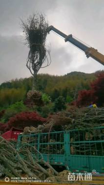 15公分樱花