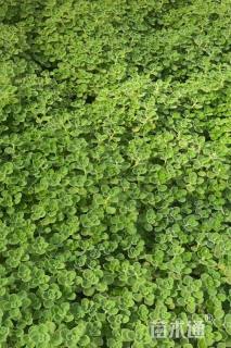 高度30厘米碰碰香