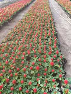 高度10厘米鸡冠花