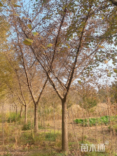 15公分嫁接银杏