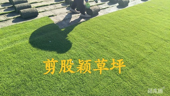 草卷状草皮