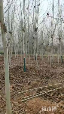 12公分法桐